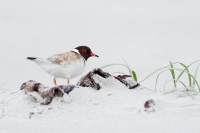 Kulik cernohlavy - Thinornis cucullatus - Hooded Plover o9327